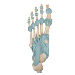 Afbeeldingen van Voet met ligamenten